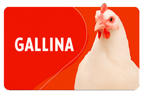 GALLINA