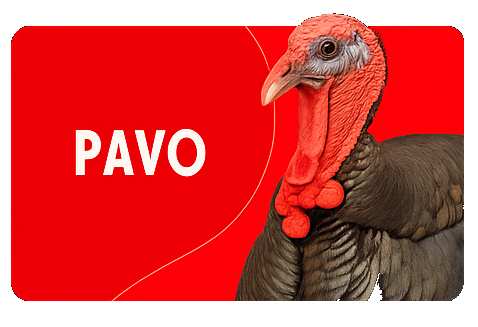 PAVO